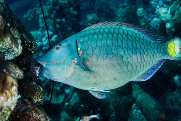 Stoplight Parrot fish stock photo