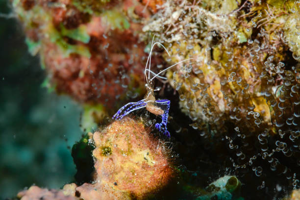 Glass anemone shrimp stock photo