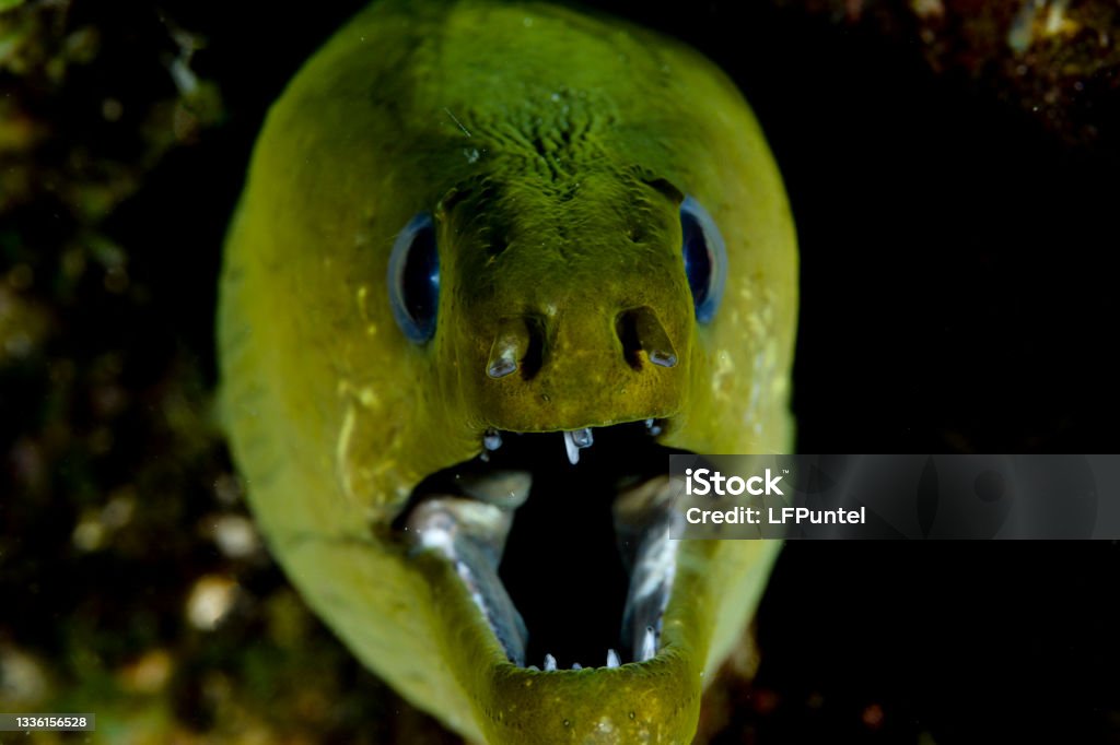 Green moray eel Animal Stock Photo