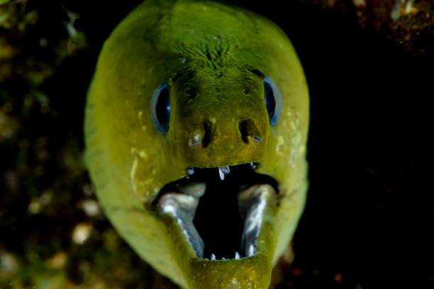 Green moray eel stock photo