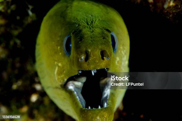 Green Moray Eel Stock Photo - Download Image Now - Animal, Animal Wildlife, Animals In The Wild