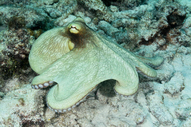Octopus briareus; Caribbean reef octopus stock photo
