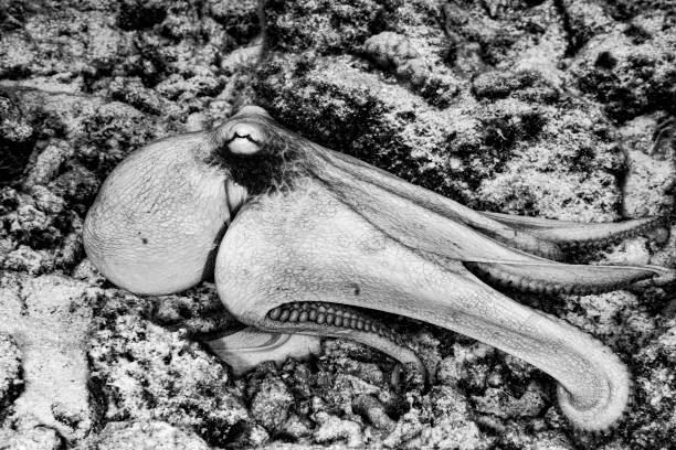 Black and white picture of octopus and its camouflage stock photo