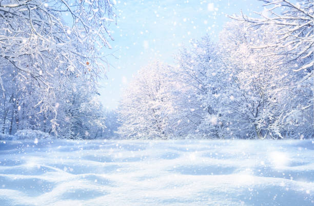 istock Winter Christmas idyllic landscape. 1336157056