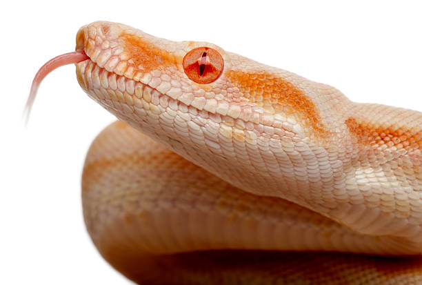 istock Close-up of Albinos Boa constrictor, two months old, white background. 133615810
