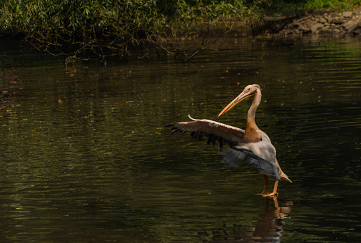 Pelican pink bird in black lake in summer sunny hot day
