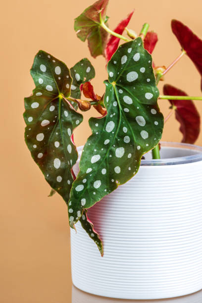 pianta di begonia maculata in vaso bianco - begonia foto e immagini stock