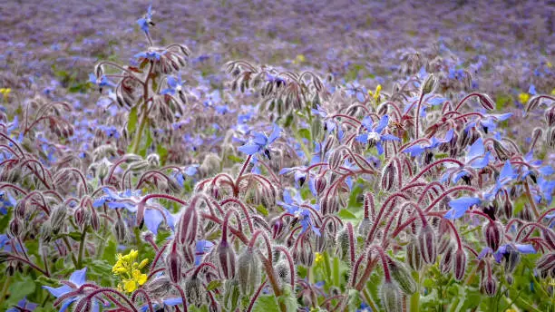 Agricultural field of borage flowers, harvested for star oil