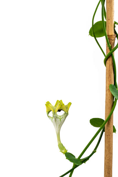 Beautiful blossom of exotic plant ceropegia stock photo