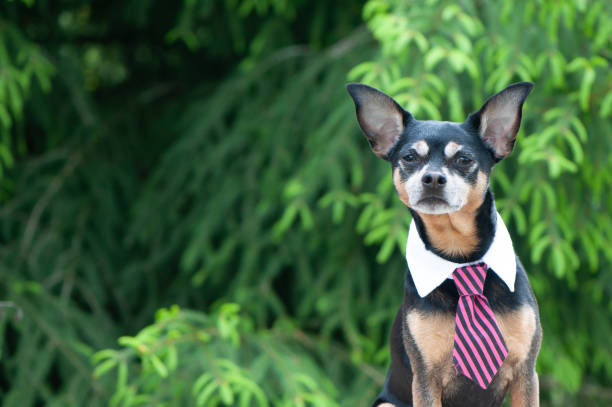 istock Dog in a tie behind a workplace outdoors, theme of workplace harmony, the topic of distant work 1336160416