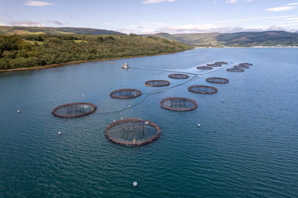 istock Nets Containing Trout and Salmon in an Aquaculture Fish Farm 1336160645