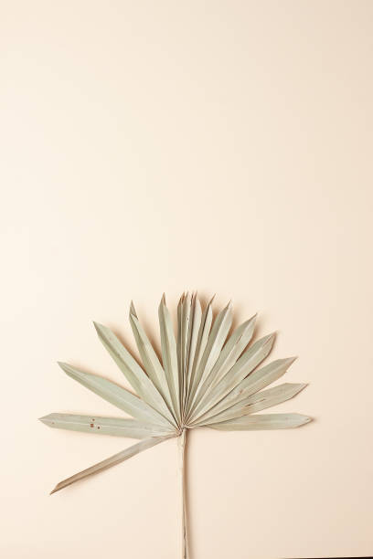 istock Tropical background with palm leaf on pastel beige. Flat lay, copy space 1336160817