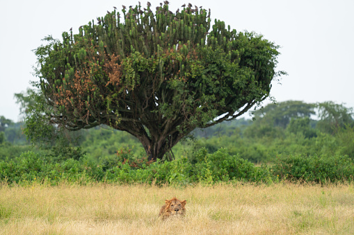 Panoramic landscape with lion, Uganda