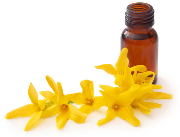 istock Forsythia with essential oil in a bottle 1336161791