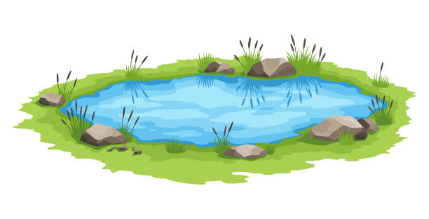 ilustrações de stock, clip art, desenhos animados e ícones de picturesque natural pond. concept of open small swamp lake. water pond with reeds. natural countryside landscape. multicolour game scene - pequeno lago