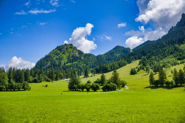 un exuberante prado en los prealpes con montañas - alm bavaria mountain summer fotografías e imágenes de stock