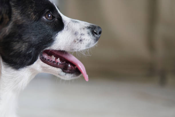 Dog is Border Collie