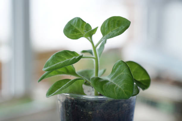 istock petunias seedlings in the spring. close-up 1336166023