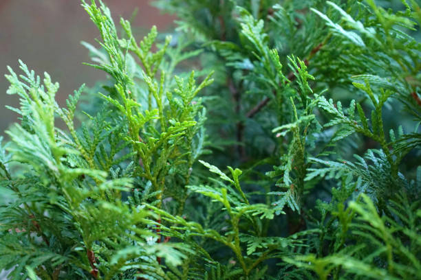istock branches leaves of thuja needles close up 1336166606