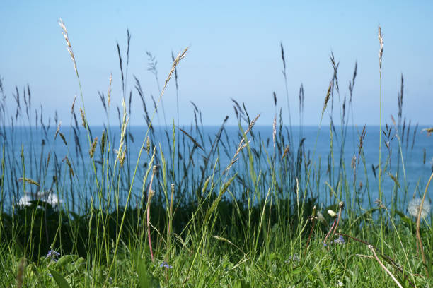 istock grass and flowers close-up sea view gorizon 1336166685