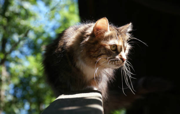 istock the hunter cat looks out for prey an attentive look 1336166697