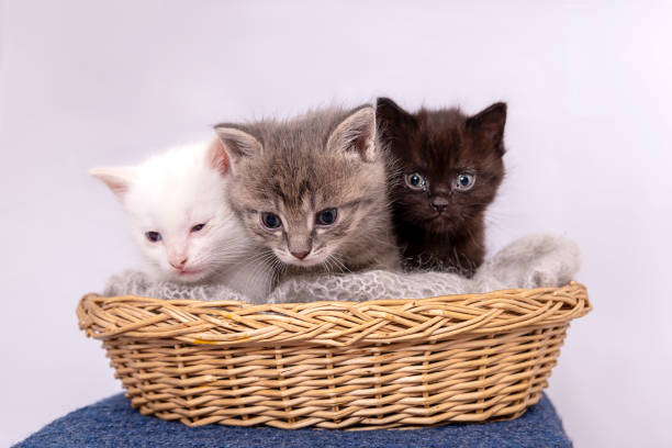 istock Small three kittens sit together in straw basket, isolated on white 1336166752