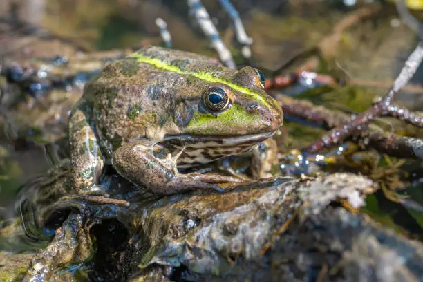 Photo of Large speckled frog close-up in the wild. Animal in good quality.