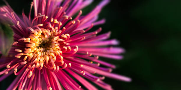 istock Pink lush chrysanthemum close-up on a blurry dark green background. 1336167932