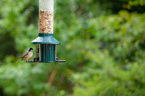Coal tit, periparus ater, perched on a garden bird feeder