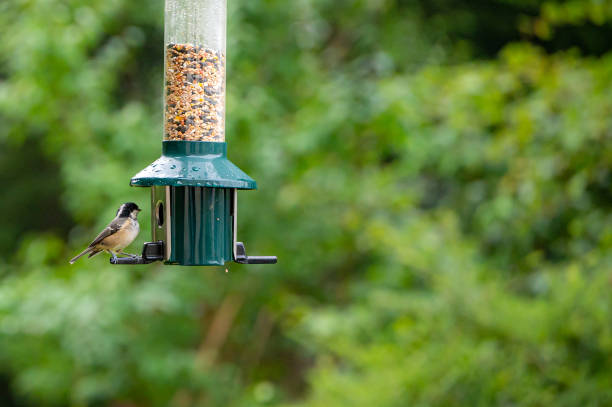 Coal tit, periparus ater, perched on a bird feeder Coal tit, periparus ater, perched on a garden bird feeder parus palustris stock pictures, royalty-free photos & images