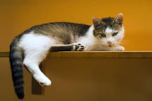 A white-tabby cat resting on a shelf and looking at camera, pet portrait