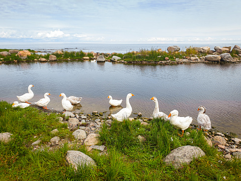 Ladoga lake, northern nature, Skerry of Ladoga