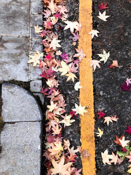 istock Autumn leaves on the pavement 1336169212