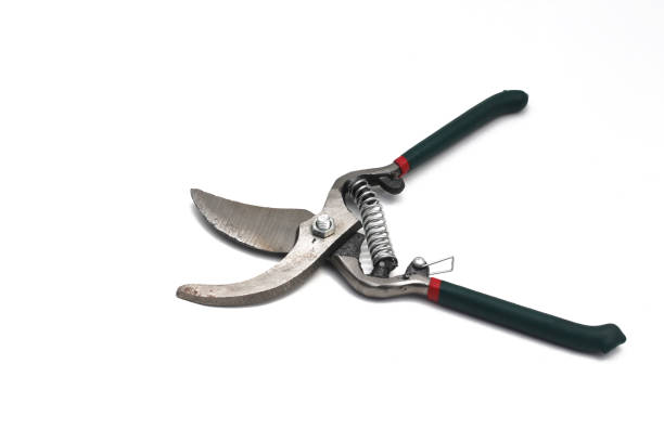 istock Gardening: Pruning shears stock images 1336170535