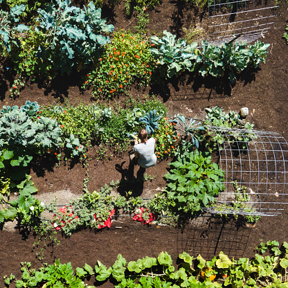 A woman works in garden rows, weeding and harvesting organic vegetable produce.  View from high above.