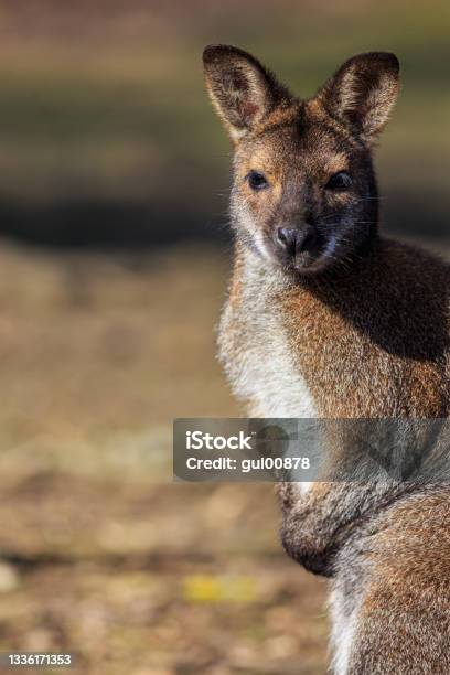 Wallaby Stock Photo - Download Image Now - Wallaby, Animal, Animal Pouch
