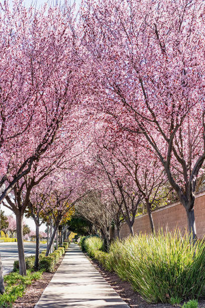 Trees in bloom lining the sidewalk of a residential neighborhood in San Francisco Bay Area, California Trees in bloom lining the sidewalk of a residential neighborhood in San Francisco Bay Area, California contra costa county stock pictures, royalty-free photos & images