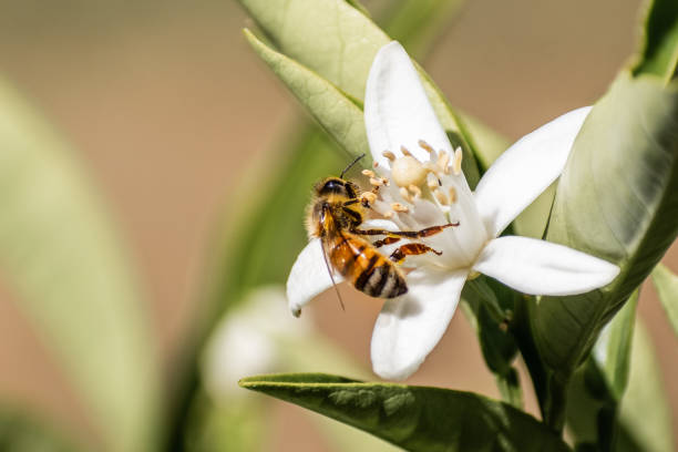 honigbiene bestäubt eine orangenbaumblüte, kalifornien - biene stock-fotos und bilder