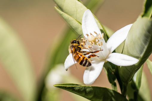 Honey bee pollinating an orange tree flower, California