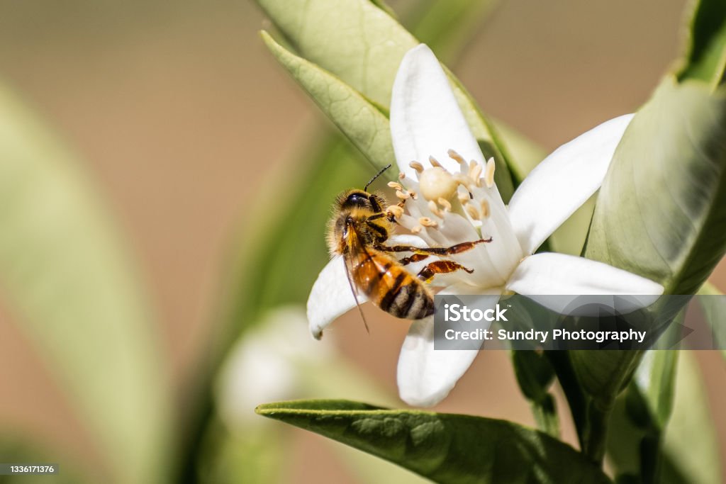 Honey bee pollinating an orange tree flower, California Bee Stock Photo