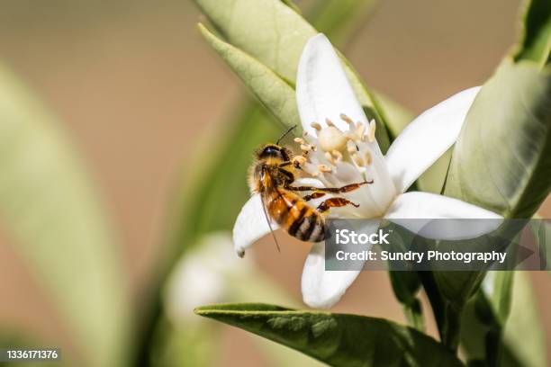 Honey Bee Pollinating An Orange Tree Flower California Stock Photo - Download Image Now