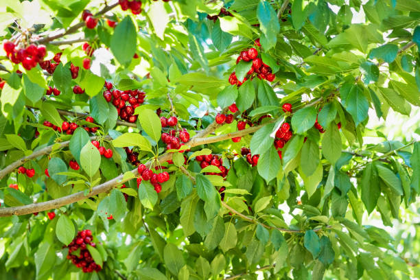 istock Red organic cherries in a tree just before harvest in early summer 1336171384