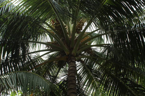 istock Palm tree scenery background sunny day Maldives island 1336171409