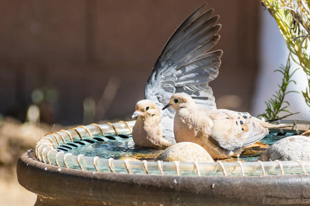 A pair of mourning doves (Zenaida macroura) bathing in a water fountain, San Francisco Bay Area, California A pair of mourning doves (Zenaida macroura) bathing in a water fountain, San Francisco Bay Area, California zenaida dove stock pictures, royalty-free photos & images