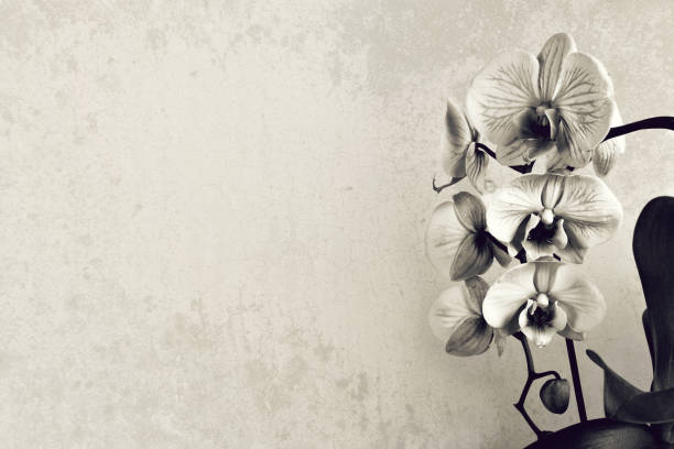 Orchid on grunge background with copy space, black and white image