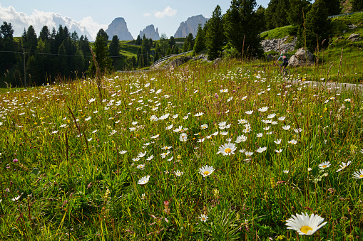 High altitude plants in the Dolomites. Images from Northern Italy
