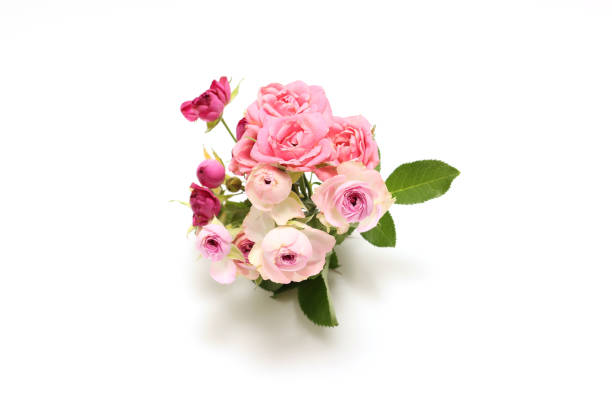 Pictured a bouquet of roses in a white background.
