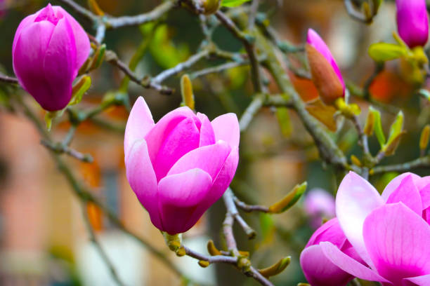 large buds of flowering magnolia in the park. - magnolia southern usa white flower imagens e fotografias de stock