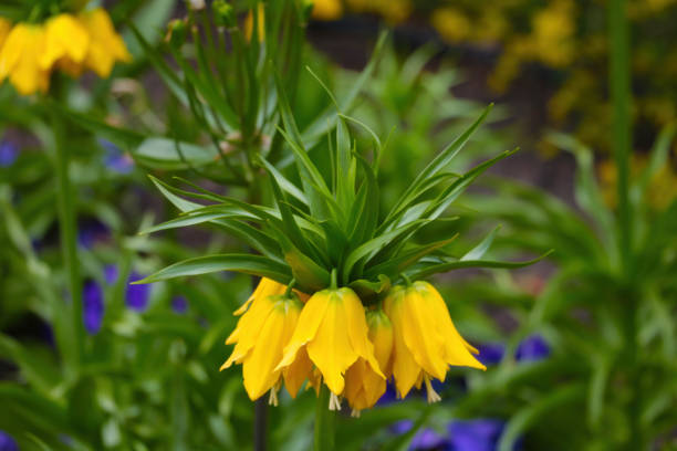 istock In the park blooms yellow hazel grouse imperial. 1336172630
