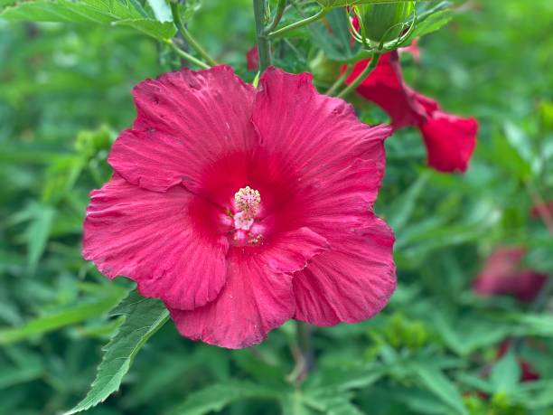 istock Flowers of Summer 1336174502